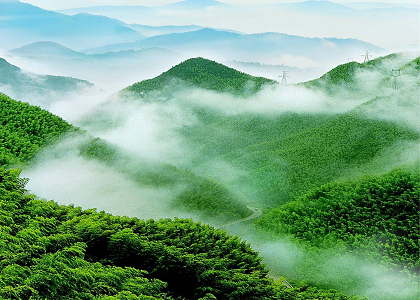 竹产业的前景