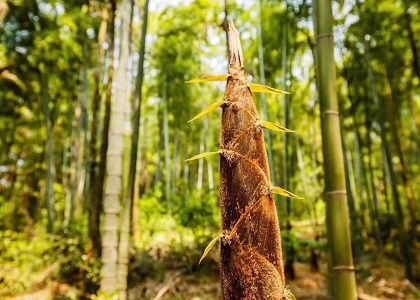 像毛竹一样生长