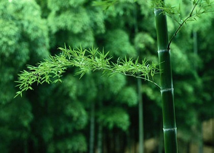 推展“以竹代塑”行动
